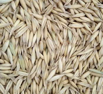 Овес (сем.) 30кг/м